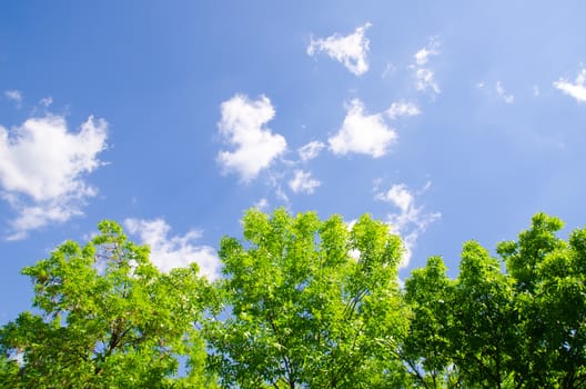 trees and sky with clouds