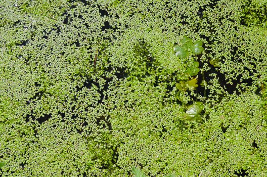 green duckweed on water as background