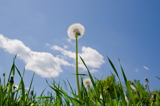 old dandelion in green grass field and blue sky