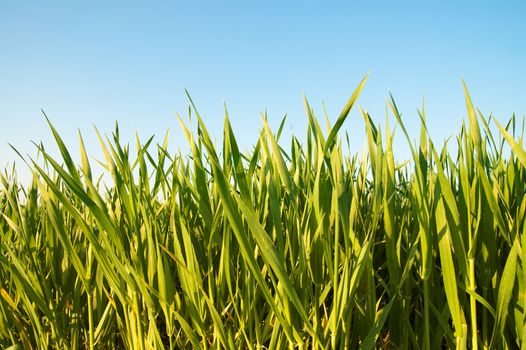 green grass and blue sky