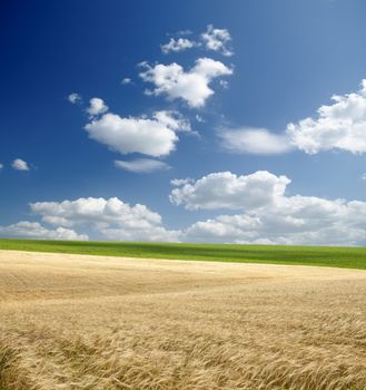 field with gold ears of wheat under cloudy sky