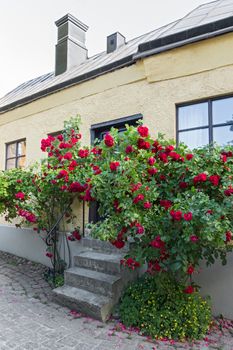 Roses growing near a house in Visby, a medieval town on the island of Gotland, Sweden.
