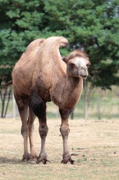 Camel standing on the ground in front of forest