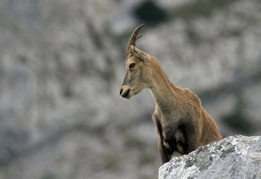 Female alpine ibex (capra ibex) or steinbock standing on a rock in Alps mountain, France