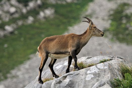 Female alpine ibex (capra ibex) or steinbock standing on a rock in Alps mountain, France