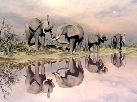 Many elephants standing in the desert next to quiet water by sunset light