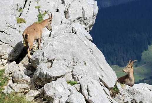 Two females alpine ibex (capra ibex) or steinbock standing on a rock in Alps mountain, France