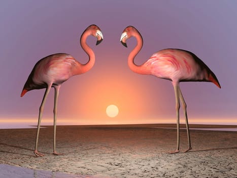 Two flamingos standing in front of each other for date by colorful sunset