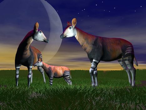 Okapi (okapia johnstoni) family standing on the grass by night