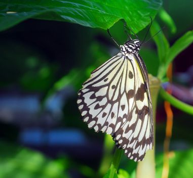 black white paper kite Idea leuconoe Butterfly insect