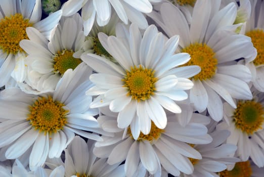 gerbera daisy white yellow flower in bloom in spring