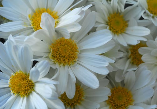 gerbera daisy white yellow flower in bloom in spring