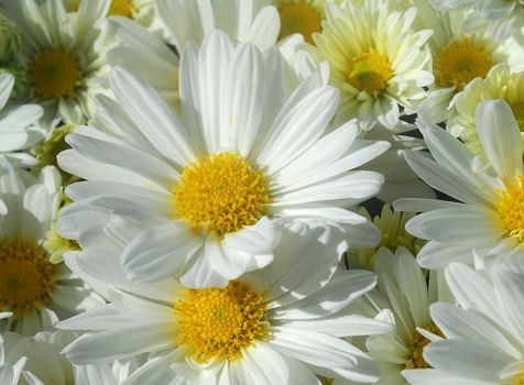 gerbera daisy white yellow flower in bloom in spring