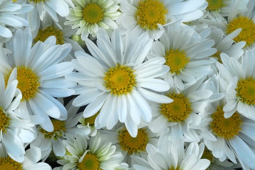 gerbera daisy white yellow flower in bloom in spring