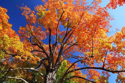 Orange Fall Foliage colors of Maple tree in Autumn