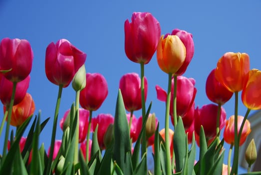 Pink orange tulip flower in bloom in spring