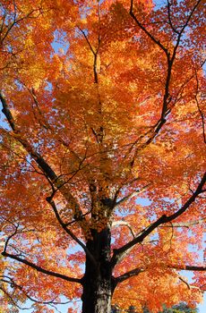 Orange Fall Foliage colors of Maple tree in Autumn