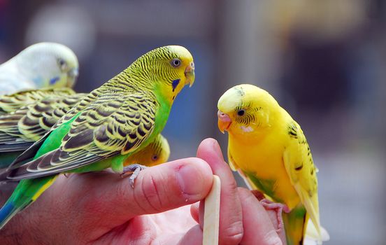 yellow green budgie parrot pet bird also known as Budgerigar Melopsittacus