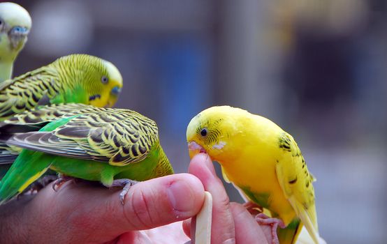 yellow green budgie parrot pet bird also known as Budgerigar Melopsittacus