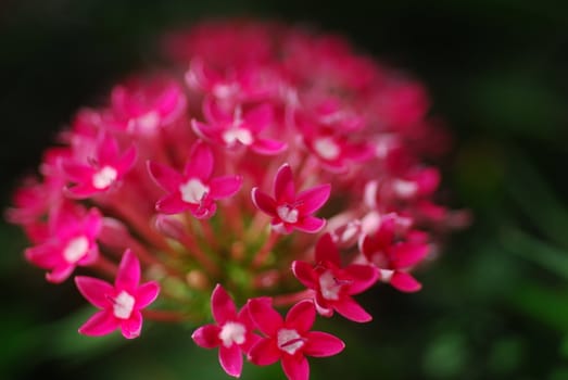 Pentas pink white flower cluster in bloom in spring