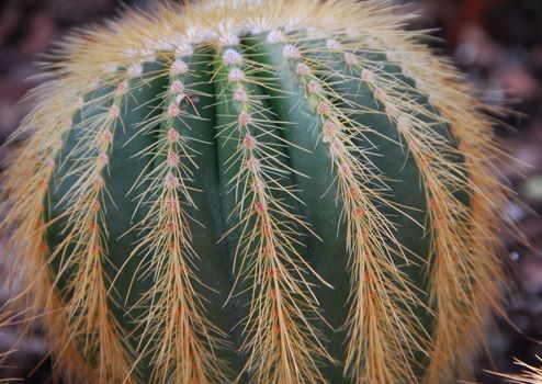 closeup of green cactus plant with sharp thorns