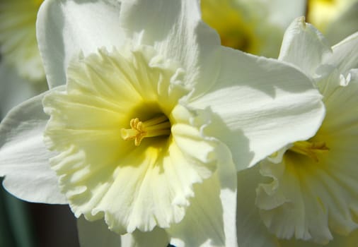 Daffodil Narcissus white yellow flower in bloom in spring