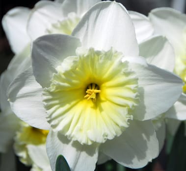 Daffodil Narcissus white yellow flower in bloom in spring