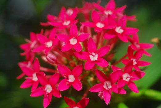 Pentas pink white flower cluster in bloom in spring