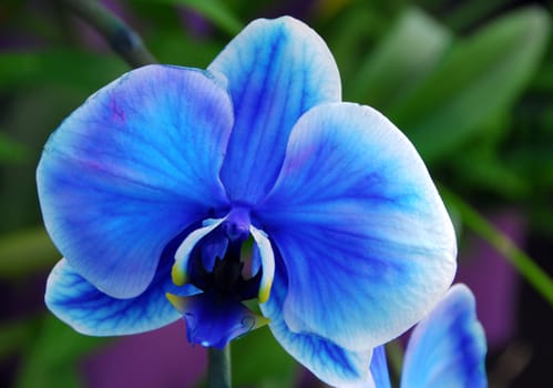 Phalaenopsis Blue white orchid flower in bloom in spring