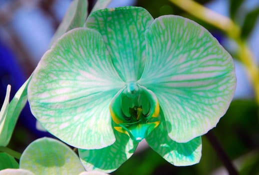 Phalaenopsis Green white orchid flower in bloom in spring