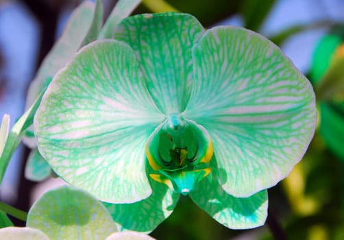 Phalaenopsis Green white orchid flower in bloom in spring