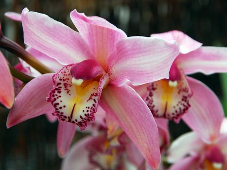 pink white evergreen cymbidium clarisse orchid flower in bloom