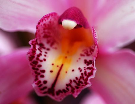 pink white evergreen cymbidium clarisse orchid flower in bloom