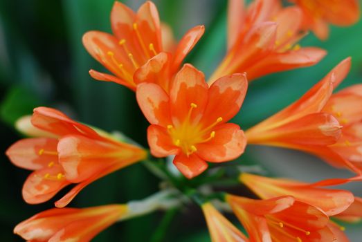 Bright Orange Kafir Lily flower cluster in bloom