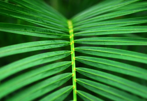 Green Palm Leaves of indoor ornamental Plant