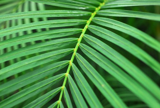 Green Palm Leaves of indoor ornamental Plant