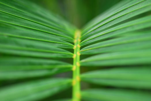 Green Palm Leaves of indoor ornamental Plant