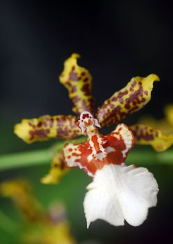 Oncidium Yellow brown Orchid flower in bloom in spring