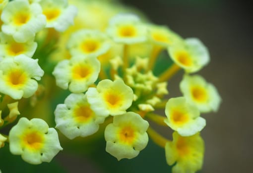 yellow lantana flower umbel cluster in bloom