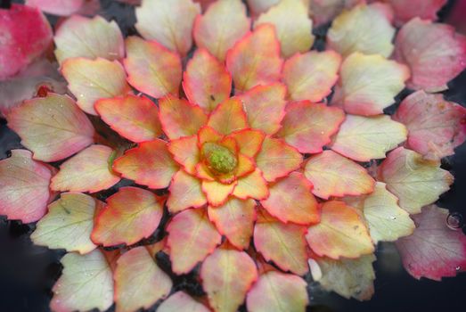 colorful mosaic Plant Ludwegia sedioides growing in water