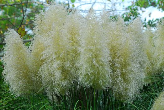 Cortaderia selloana pumila silver yellow plant pampas grass foliage