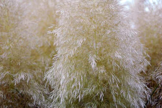 Cortaderia selloana pumila silver yellow plant pampas grass foliage