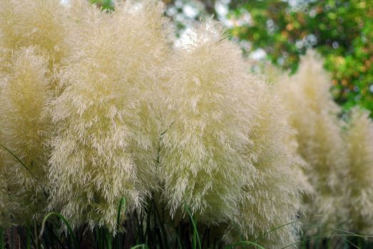 Cortaderia selloana pumila silver yellow plant pampas grass foliage