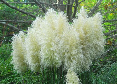 Cortaderia selloana pumila silver yellow plant pampas grass foliage