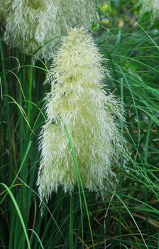 Cortaderia selloana pumila silver yellow plant pampas grass foliage