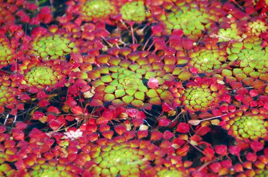 colorful mosaic Plant Ludwegia sedioides growing in water