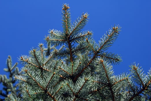 pine plant with green needle shape leaves