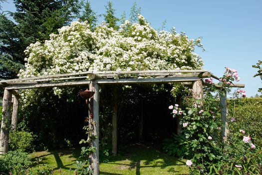  Wooden pergola gazebo in a beautiful blooming garden full of flowers and green plants                              