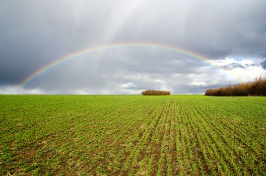 natural rainbow over green field