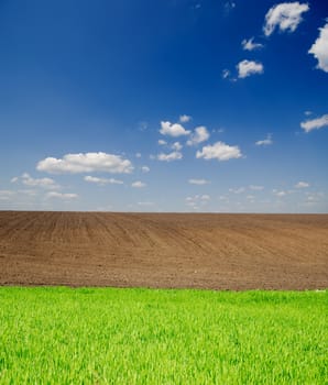 agricultural green and black field under deep blue sky with clouds